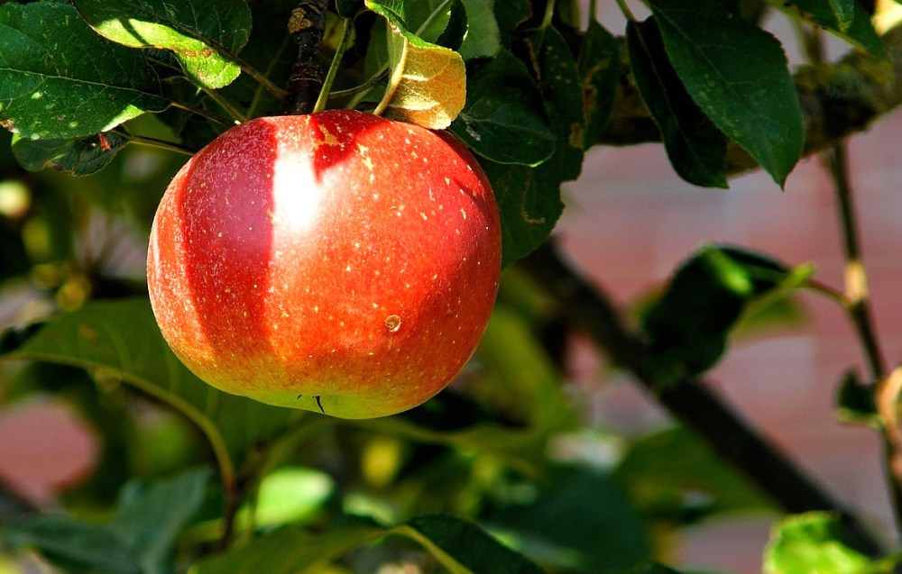 apple-tree-429213_1280