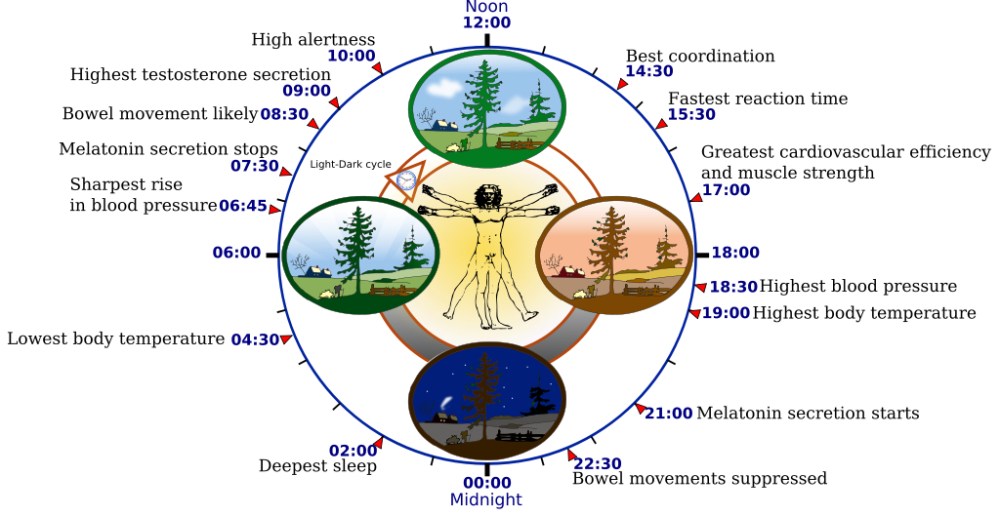 1024px-Biological_clock_human